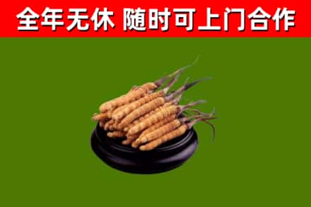 渝北烟酒回收冬虫夏草.jpg