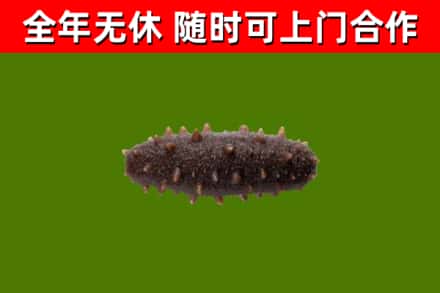 渝北回收海参干